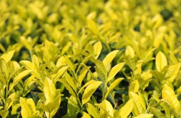 贵州黄茶在哪个产区生产(黄茶品种大全，中国四大黄茶介绍)