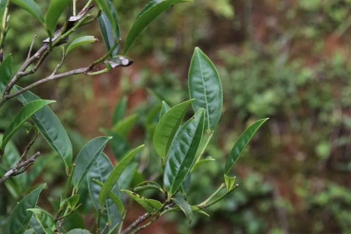 台湾冻顶乌龙茶产自哪部(台湾青年陈思默：冻顶乌龙茶用闽南语怎么说)