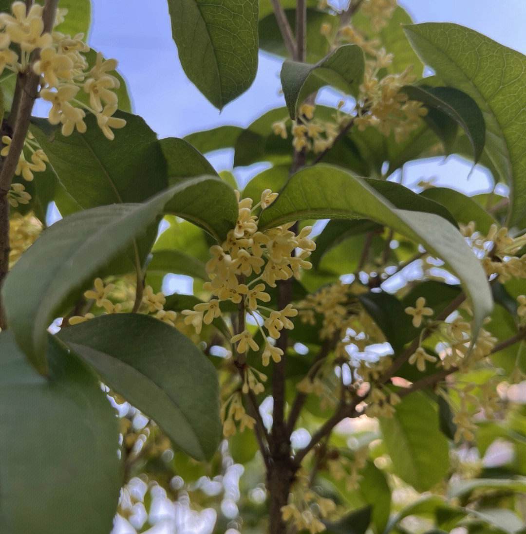 大麦茶饮品自制(大麦茶怎么泡？这7道工序不可少，一次泡10克)